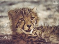 WILD20.GIF