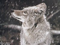 WOLF_G.GIF