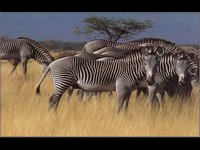 ZEBRAHI.GIF