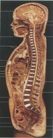 ANAT001.GIF