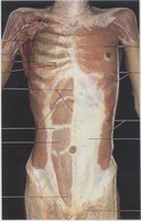 ANAT002.GIF