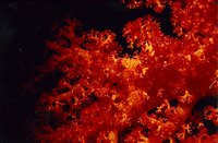 CORAL.GIF