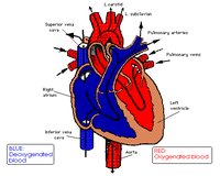 HEART.GIF