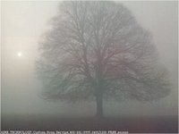 BARETREE.GIF