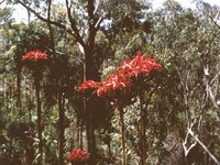 BUSHY_02.GIF