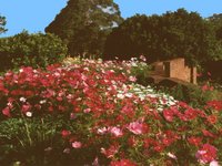 BUSHY_04.GIF