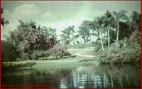 CYPRESS.GIF