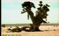DEADTREE.GIF