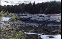 FORREST.GIF