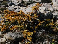 KOIVU.GIF