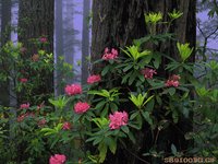 SB91003G.GIF