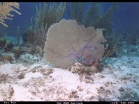 SEAFAN.GIF