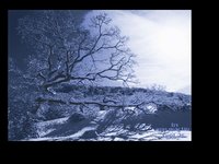 SNOWTREE.GIF