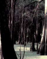 SWAMP.GIF