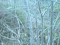 TREES2.GIF
