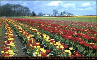 TULIPS.GIF