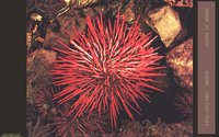 URCHIN.GIF