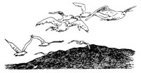 GULLS.TIF