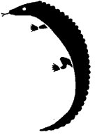 IGUANA.PCX