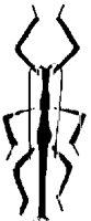 STICKBUG.PCX