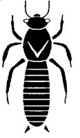 KINGANT.PCX