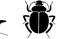 BEETLE1.PCX