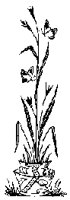 FLORAL02.PCX
