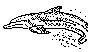 DOLPHIN.PCX