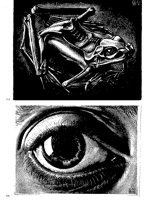 FROG_EYE.PCX