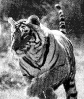 TIGER.PCX