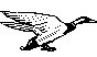 MALLARD.PCX