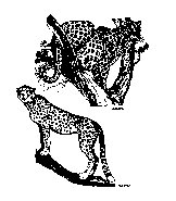 BIGCATS.PCX
