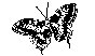BFLY.PCX