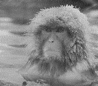 BABOON.PCX