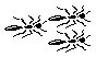 ANTS.PCX