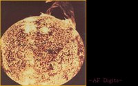 SUN2.GIF
