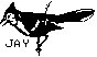 JAY.PCX