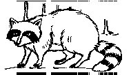 RACCOON2.PCX