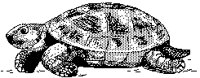 TURTLE.PCX