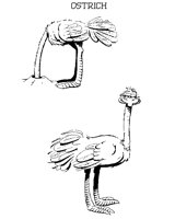 OSTRICH.BMP
