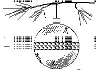 ORNAMENT.BMP