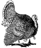BIGTURKY.BMP