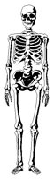SKELETNF.BMP