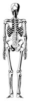 SKELETNB.BMP