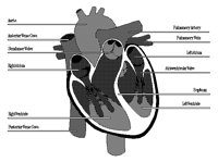 HEART_ED.BMP