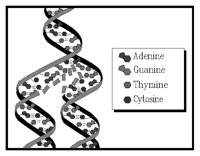 DNA.BMP