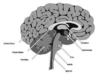 BRAIN.BMP