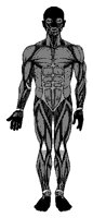 ANATOMYF.BMP