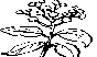 FLWR04.BMP