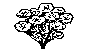 FLWR01.BMP